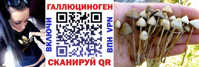 Псилоцибиновые грибы Cubensis  Сухой Лог 